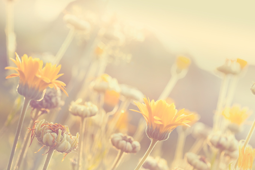 Abstract nature blurred background - orange flowers on meadow