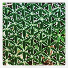 blue bonnet flower of life