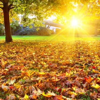 Sunny autumn foliage Sunny autumn foliage