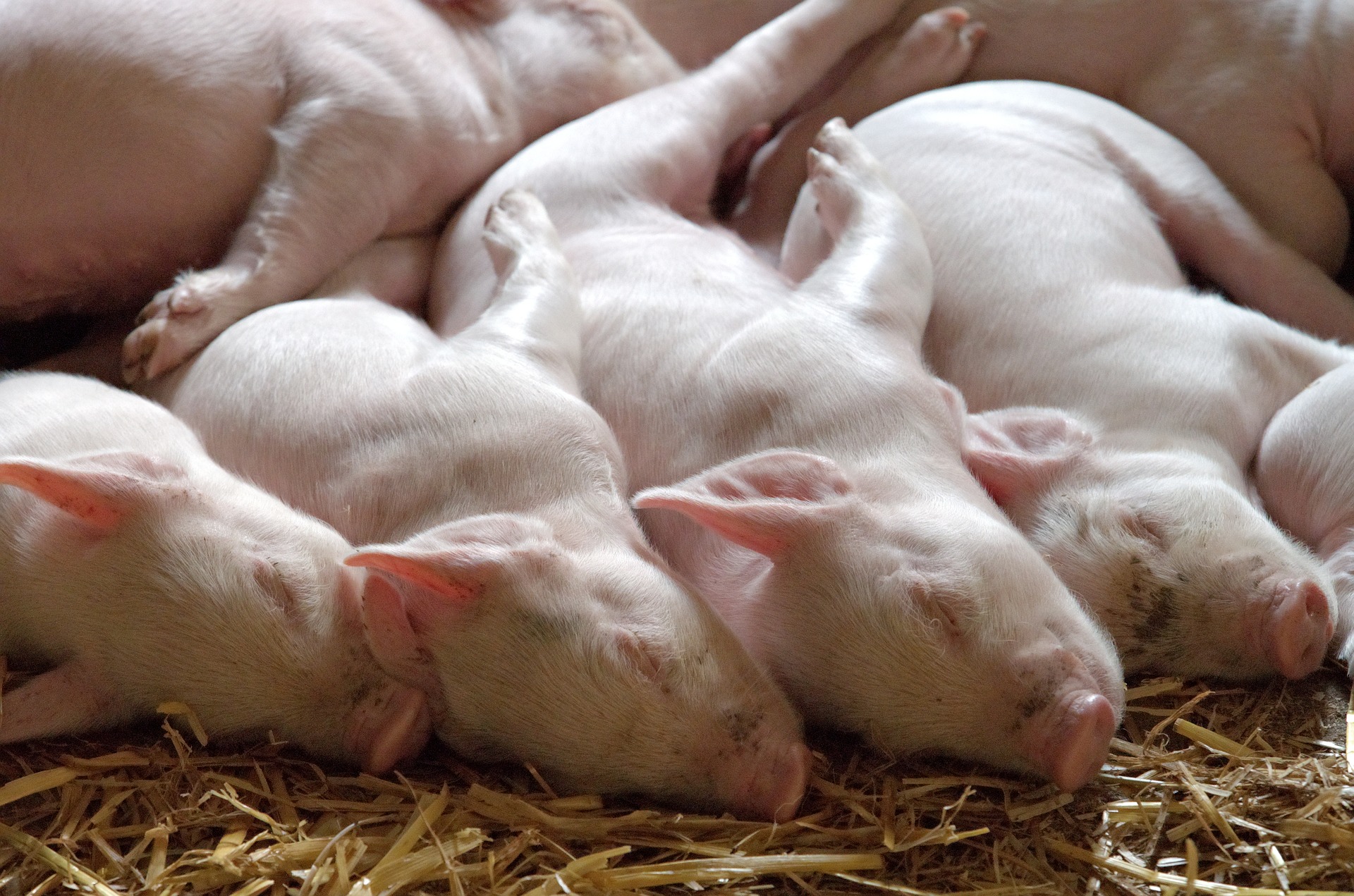 piglet-1639587_1920